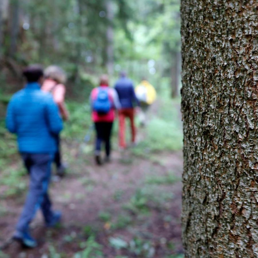 bain de forêt koramy arbre méditation qi gong