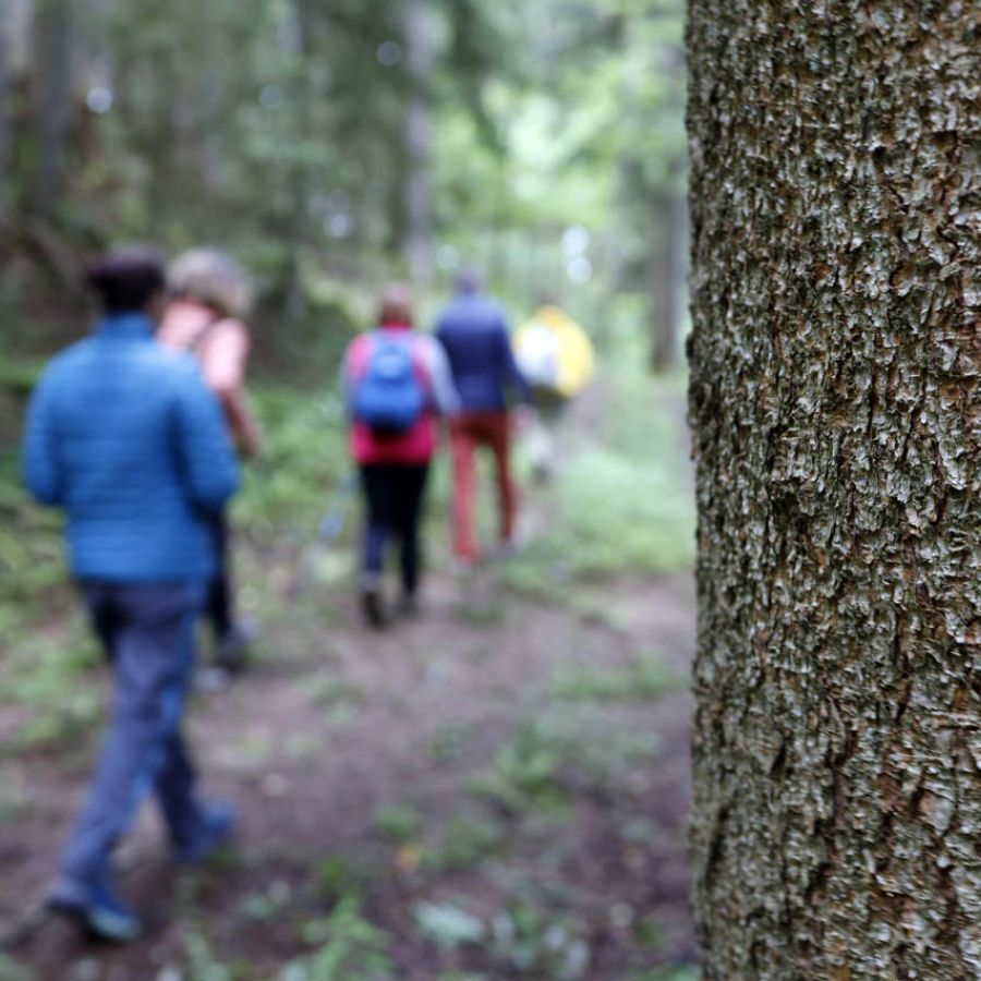 bain de forêt koramy arbre méditation qi gong